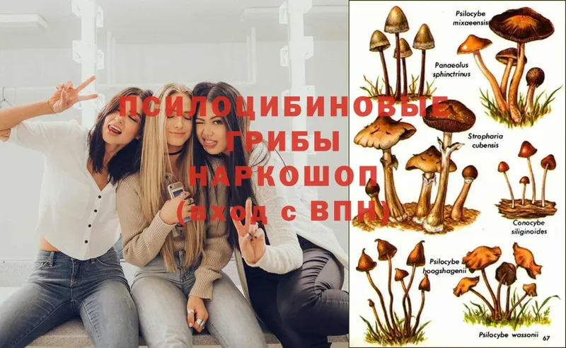 Псилоцибиновые грибы Psilocybe  Харовск 